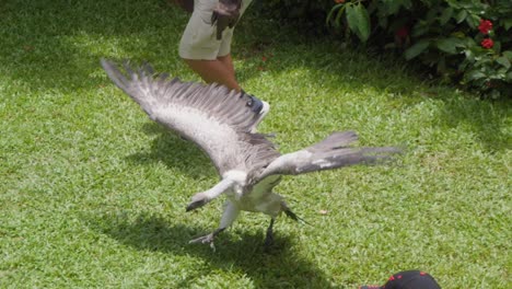 Niños-Observando-Un-Cóndor-Caminando-Sobre-El-Césped-Durante-El-Espectáculo-De-Aves-En-El-Parque-De-Aves-De-Bali