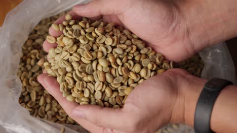 Hands-full,-unroasted-green-coffe-beans,-Coffea-arabica-plant-species
