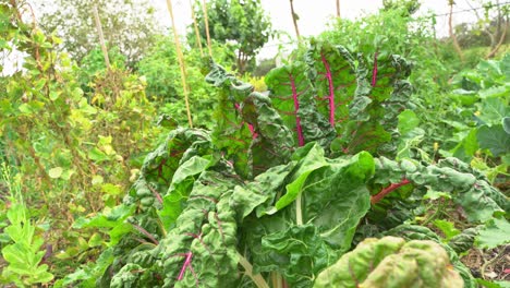 Buena-Foto-De-Col-Rizada-Fresca-Con-Hojas-De-Vena-Púrpura-En-El-Jardín-Botánico-Vitamina-K-Verde-Frondoso-Saludable