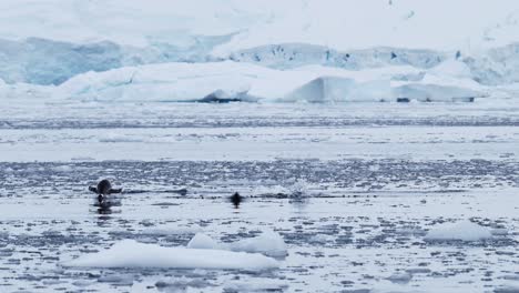 Pingüinos-Papúa-Saltando-Del-Agua-En-El-Mar-Del-Océano-Austral-Mientras-Nadan,-Vida-Silvestre-Antártica-Cámara-Lenta-De-Asombroso-Comportamiento-Animal-Pingüino-En-La-Península-Antártica
