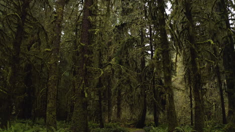 Hall-of-Mosses-in-the-Hoh-Rainforest-In-Olympic-National-Park,-Washington,-USA