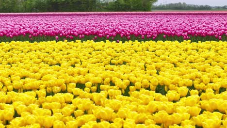 Bunte-Tulpen-Auf-Dem-Feld-In-Den-Niederlanden---Drohne-Seitlich