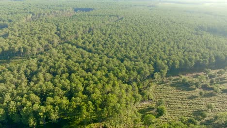 Pine-trees-forest-filmed-with-a-drone-on-a-sunny-morning