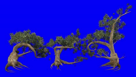 3D-Jeffrey-Kiefernbaumgruppe-Mit-Windeffekt-Auf-Blauem-Bildschirm,-3D-Animation