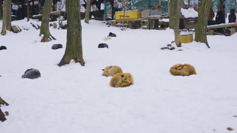 Zeitlupen-Schwenk-Nach-Rechts-über-Ein-Schneebedecktes-Feld-Mit-Füchsen-In-4K