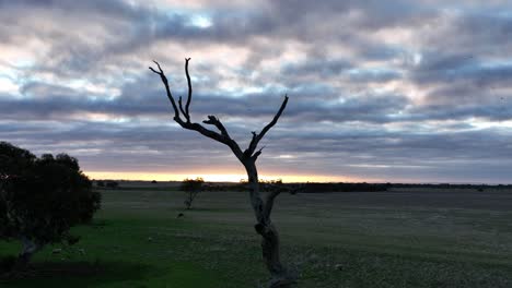 Birds-flying-around-dead-tree-at-sunset