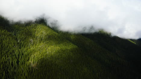 Weiße-Wolken-über-üppigem-Wald-Mit-Grünen-Kiefern-Auf-Der-Olympic-Halbinsel,-Bundesstaat-Washington,-USA