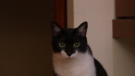 Portrait-close-up-shot-of-a-rescued-domestic-bicolor-cat-with-tuxedo-coat,-black-and-white-fur,-curiously-turning-its-head-around-and-staring-at-the-camera