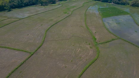 Luftbild-Reisfelder-Auf-Dem-Land-In-Kolumbien