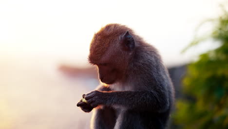 Amanecer-En-La-Hora-Dorada-Que-Ilumina-A-Un-Pequeño-Mono-Comiendo,-Bali,-Indonesia