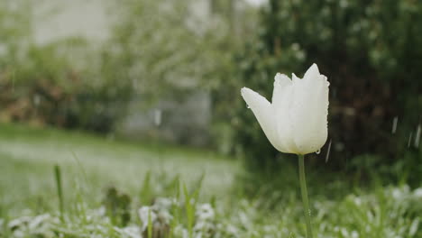 Close-up-shot-of-a-white-tulip-flower-blooming-in-mid-april-while-snow-is-falling