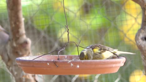 Canary-bird-inside-cage-feeding-and-perch-on-wooden-sticks-and-wires