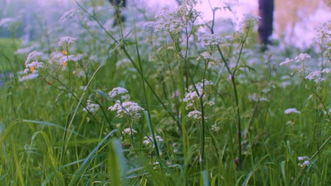 Una-Vista-Más-Cercana-Del-Paisaje-En-Las-Plantas-De-Pasto-Y-Flores-Con-Colores-Verdes