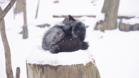 Black-Fox-sitting-on-stump-in-the-Snow,-Slow-Motion-Scene-4k