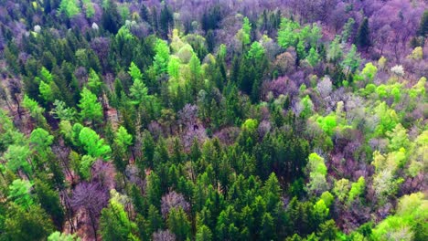 Verdant-Canopy-Aerial:-The-Lush-Tapestry-of-a-Springtime-Forest