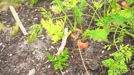 Stunning-shot-of-orange-carrots-in-the-ground-with-green-stems-flowing-through-the-top