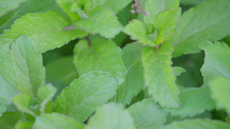 Close-up-of-fresh-green-thai-mint-leaves.-4K