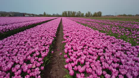 Rosa-Tulpenfeld-Tief-über-Dem-Boden,-Drohnenaufnahmen