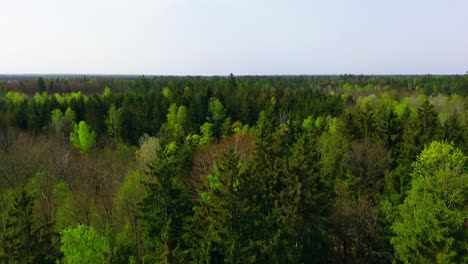Endless-Sea-of-Pine:-Unbroken-Forest-Canopy-in-Midday-Sun