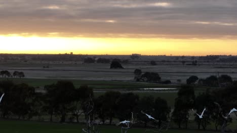 Pájaros-Jugando-En-Las-Ramas-De-Los-árboles-Al-Atardecer