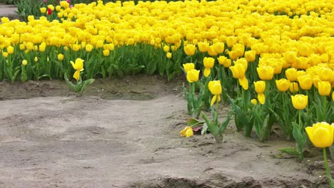 Feld-Mit-Gelben-Tulpen-In-Den-Niederlanden