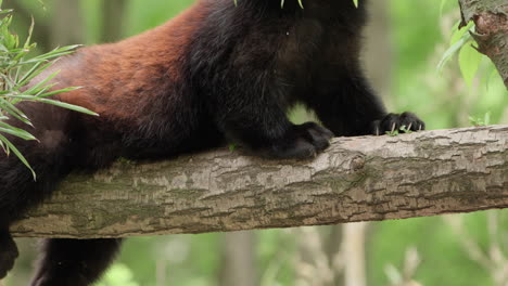 Fauler-Roter-Panda,-Der-Auf-Einem-Baumstamm-Liegt,-Steht-Auf-Und-Beginnt,-Blätter-Zu-Fressen