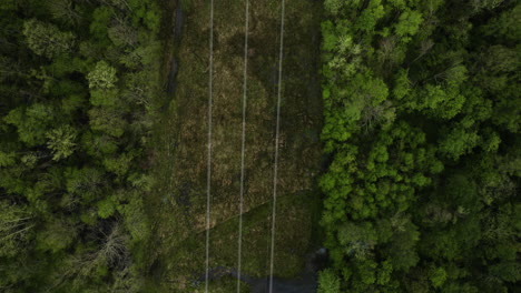 A-dense-forest-with-a-narrow-path-and-power-lines-in-william-b