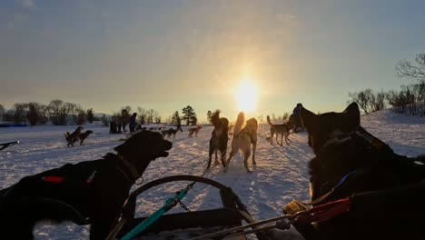 Preparación-De-Trineos-Tirados-Por-Perros-En-Tromso,-Noruega-Durante-El-Invierno-Por-La-Mañana