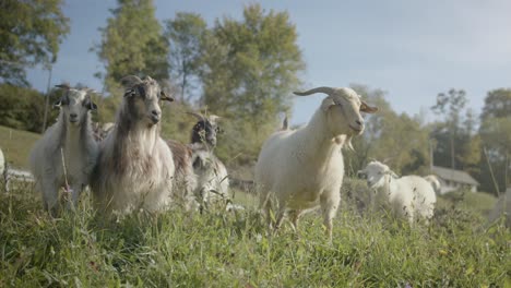 Pan-shot-of-Long-haired-cashmere-sheep-standing-on-the-grasslands-in-the-hills