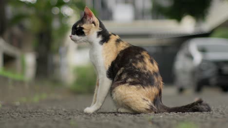 Adorable-Gato-Calico-Doméstico,-Razas-Felinas-Comunes,-Pelaje-Tricolor