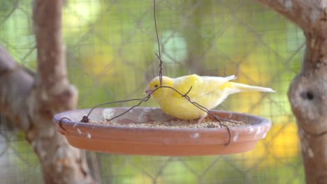 Canary-bird-inside-cage-feeding-and-perch-on-wooden-sticks-and-wires