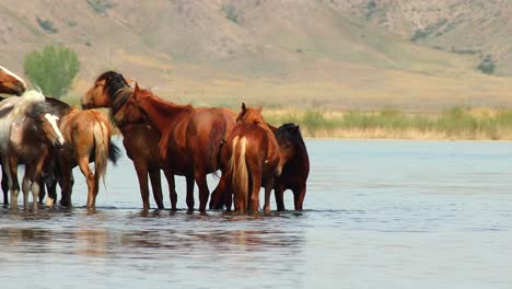 El-Espíritu-Indómito-De-Los-Caballos-Salvajes,-Ganado-Domesticado,-Que-Deambulan-Libremente-En-El-Calor-Del-Verano