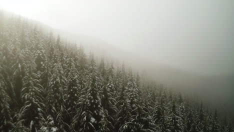 Pine-Tree-Forest-With-Snow-Covered-In-Thick-Fog-In-Olympic-Peninsula,-Washington,-USA