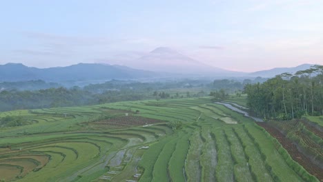 Paisaje-Rural-En-Indonesia-Con-Las-Laderas-En-Terrazas-De-Campos-De-Arroz