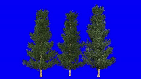 3D-Fraser-Tannenbaumgruppe-Mit-Windeffekt-Auf-Blauem-Bildschirm,-3D-Animation