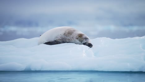 Vida-Silvestre-Antártica-De-Focas-Cangrejeras,-Cerca-De-Animales-De-La-Península-Antártica,-Acostados-Y-Durmiendo-En-Un-Iceberg-Azul-En-El-Agua-Del-Mar-Del-Océano-Austral,-área-De-Conservación-Marina-Para-El-Cambio-Climático