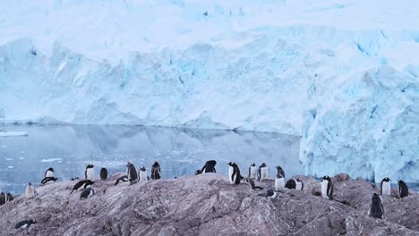 Antarctica-Penguin-Colony-and-Glacier-in-Winter-Antarctic-Landscape-Scenery,-Gentoo-Penguins-on-Wildlife-and-Animals-Trip-to-Antarctic-Peninsula,-with-Beautiful-Antarctica-Landscape-Scenery