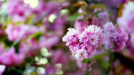 Zeitlupe-Von-Rosa-Blumen-Mit-Spruch-Im-Baum