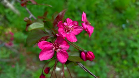 Clips-Zur-Tulpengarten-Sammlung-Aus-Nishat,-Srinagar,-Kaschmir,-Indien,-Schöne-Bunte-Blumen,-Tulpen-Pflücken-Im-Monat-April