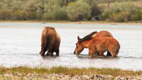 El-Espíritu-Indómito-De-Los-Caballos-Salvajes,-Ganado-Domesticado,-Que-Deambulan-Libremente-En-El-Calor-Del-Verano