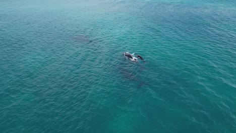 Family-of-humpback-whales-at-the-surface-of-water-in-the-ocean,-aerial-closeup-slow-motion
