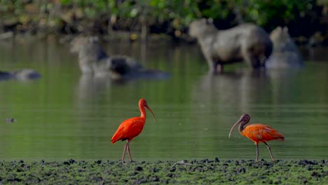 Two-scarlet-herons-pass-walking-by