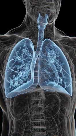 Respiratory-System-X-ray-Vertical-Video-|-Human-Lung-Animation-Concept-Video-|-Lungs-Cancer-|-X-ray-Lungs-Breathing-video-in-HD