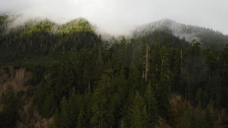 Aerial-View-Of-Verdant-Forest-Of-Pine-Trees-With-Misty-Snowy-Summit-on-Olympic-Peninsula,-Washington,-USA