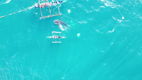 Snorkeling-Tour-Operator-Feeding-Whale-Shark-for-Tourists-Crowd-in-Oslob,-Aerial