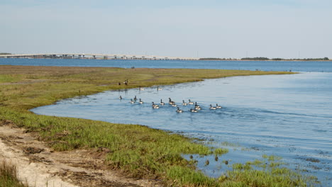 Flock-of-Geese-Swim-in-New-Jersey-Bay,-in-Front-of-Ocean-City-Skyline