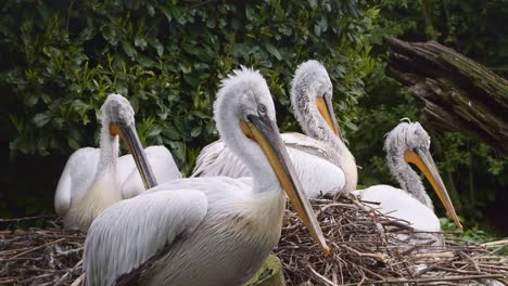 Vier-Krauskopfpelikane,-Die-Größten-Mitglieder-Der-Pelikanfamilie,-Sitzen-Auf-Dem-Nest