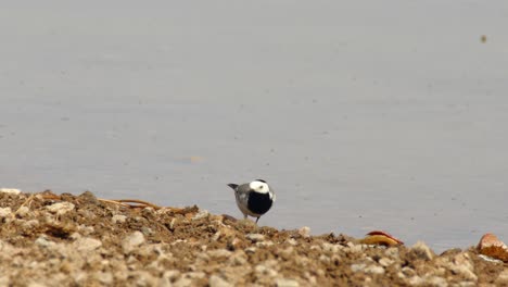 Fascinante-Toma-De-Seguimiento-De-La-Lavandera-Enmascarada-Mientras-Camina-Elegantemente-A-Lo-Largo-De-La-Orilla-Del-Río,-Calor-Seco-Del-Verano