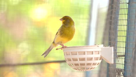 Zwitschernder-Atlantischer-Kanarienvogel,-Singen,-Serinus-Canaria,-Kanarienvögel,-Inselkanarienvogel,-Kanarienvogel-Oder-Gewöhnliche-Kanarienvögel,-Die-Auf-Einem-Elektrischen-Draht-Thront