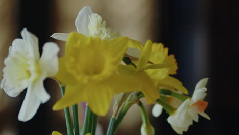 Panning-Close-Up-Shot-of-a-Bouquet-of-Daffodils